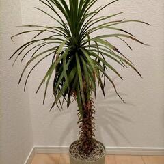 【お取引中】ユッカ デスメティアーナ 耐寒性あり 地植えもok(...