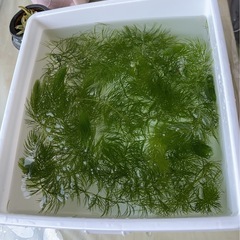 水草
