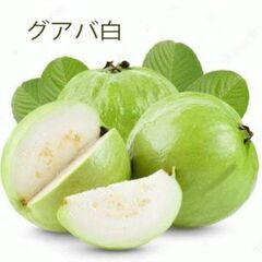 グァバの種2種類