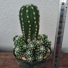 多肉植物🌵（最終値下げ）の画像