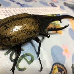 ヘラクレスオオカブト　　ペアの画像