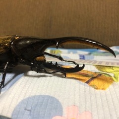 ヘラクレスオオカブト　　ペアの画像