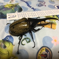 ヘラクレスオオカブト　　ペア