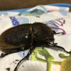 ヘラクレスオオカブト　　ペアの画像