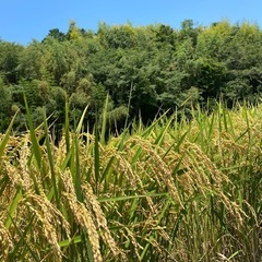 🌾令和6年産✨新米あきたこまち🌾玄米30kg🌾農家直送🌾
