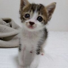 生後1か月弱　キジ白男の子里親さん募集します🐈