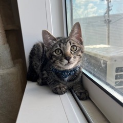 かわいいキジ君