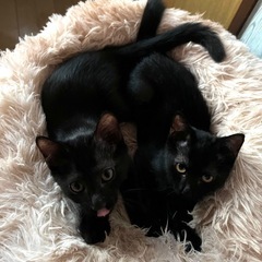 4ヶ月ボーイたち✧ - 猫