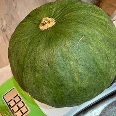 無農薬自家栽培　採れたてかぼちゃ
