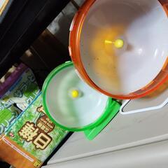 貰い手確定済、ハムスター飼育セット
