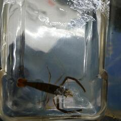 テナガエビの画像