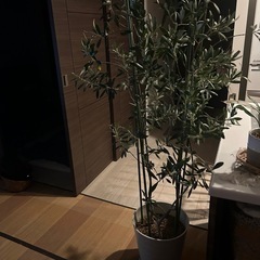 （取置中)オリーブの木