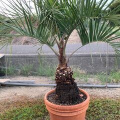 ヤシ　やし　ココスヤシ  手入れしました♪　⑩