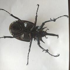 マルスゾウカブト　オスのみ単品♂105ミリの画像
