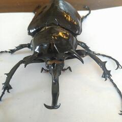 マルスゾウカブト　オスのみ単品♂105ミリの画像