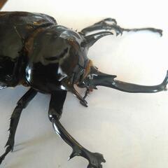 マルスゾウカブト　オスのみ単品♂105ミリの画像