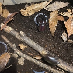 カブトムシメスいます（無料）