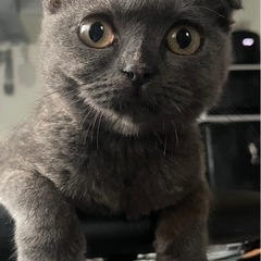 猫コミュニティー(猫会)