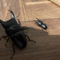 キングテイオウヒラタ　ペアセットの画像