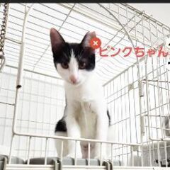 9月中で里親募集やめます。だれでも大丈夫なのになぜか？ご縁に恵まれないゴロスリの女の子(1匹での譲渡は、できません) - 大阪市