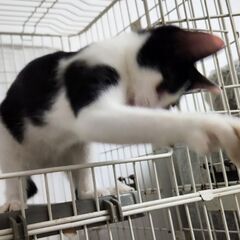 9月中で里親募集やめます。だれでも大丈夫なのになぜか？ご縁に恵まれないゴロスリの女の子(1匹での譲渡は、できません) - 猫
