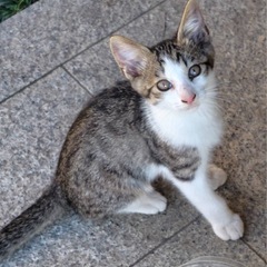 サバトラの仔猫