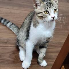 人とも猫とも上手くやれる優しい穏やかな四カ月姉妹 - 猫