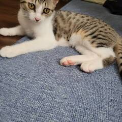 人とも猫とも上手くやれる優しい穏やかな四カ月姉妹 − 東京都