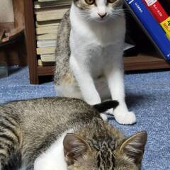 人とも猫とも上手くやれる優しい穏やかな四カ月姉妹 - 里親募集