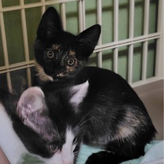 黒茶の仔猫