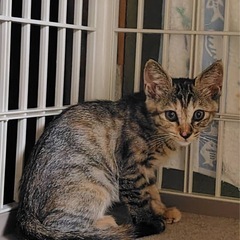 キジトラの仔猫