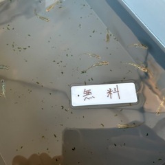 【メダカ無人販売所】無料のメダカいます♪の画像