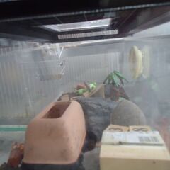 虫かご　飼育ケース　ゲッコーの飼育用でした　差し上げますの画像