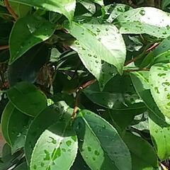 ツバキの画像