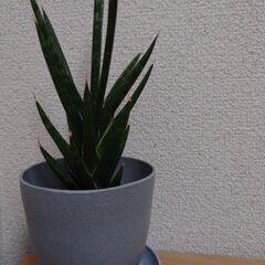サンスベリア　フランシシー　空気清浄能力　観葉植物の画像