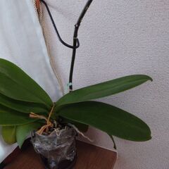 胡蝶蘭の画像