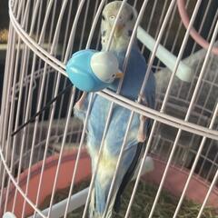 娘のインコが逃げてしまいました