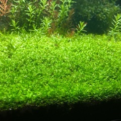 水草 ニューラージパールグラス