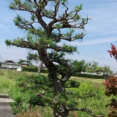 黒松🌲