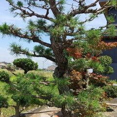 黒松🌲の画像