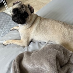 愛犬友達募集