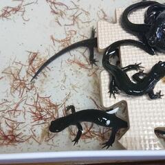 カエル イモリ サンショウ 両生類 動物の画像