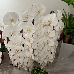胡蝶蘭