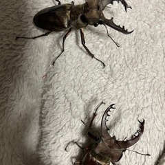 北海道産ミヤマクワガタ2ペア格安