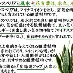 サンスベリア　ローレンティー(トラノオ)  陶器　鉢　高級　おしゃれ　抜き苗　切り葉　株分　内容　相談　観葉植物　インテリア　リビング 浄化　風水　緑　オフィス　幸運の画像