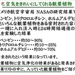 サンスベリア　ローレンティー(トラノオ)  陶器　鉢　高級　おしゃれ　抜き苗　切り葉　株分　内容　相談　観葉植物　インテリア　リビング 浄化　風水　緑　オフィス　幸運の画像