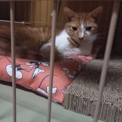 ヨモギくん 2才 - 里親募集