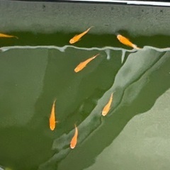 格安❗️紅帝メダカ　幼魚10匹　の画像