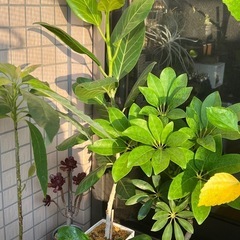 フィカスベンガレンシス（中株）の画像