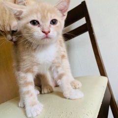 スコティッシュフォールドの子猫 メス